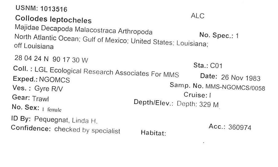 gbif image for Collodes leptocheles