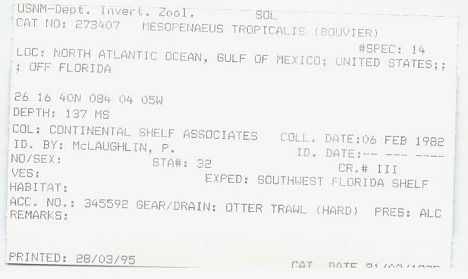 gbif image for Hymenopenaeus tropicalis