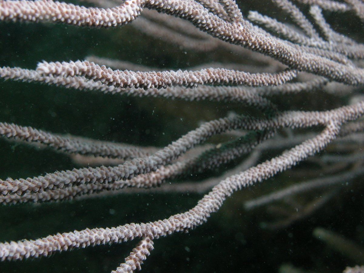 gbif image for Muricea laxa