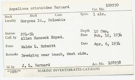 gbif image for Ampelisca cristoides