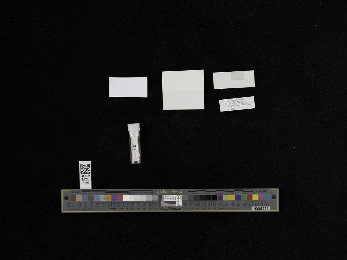 gbif image for Chambardia rubens