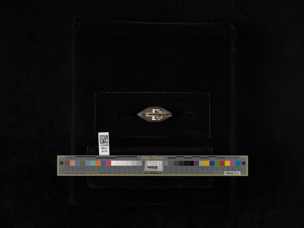 gbif image for Quadrula archeri