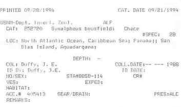 gbif image for Synalpheus bousfieldi
