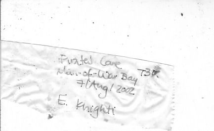 gbif image for Eunicea knighti