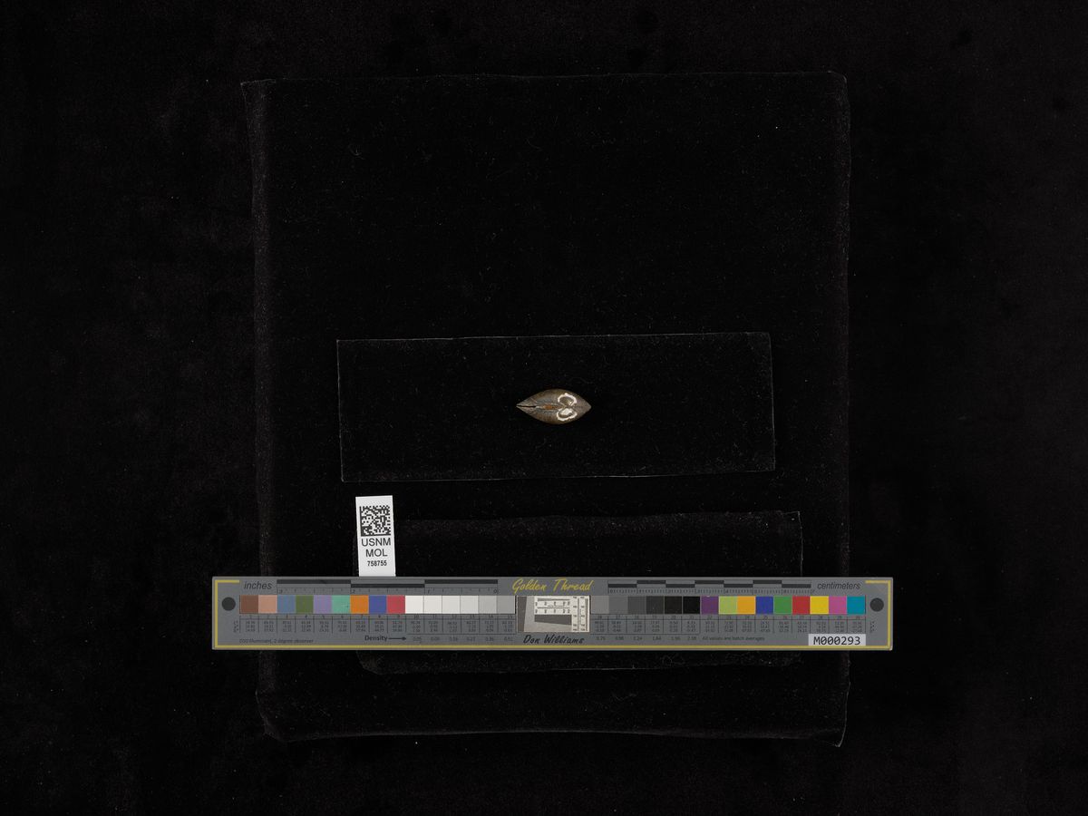 gbif image for Villosa vaughaniana