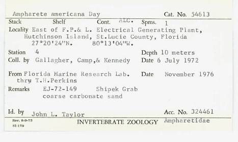 gbif image for Ampharete americana