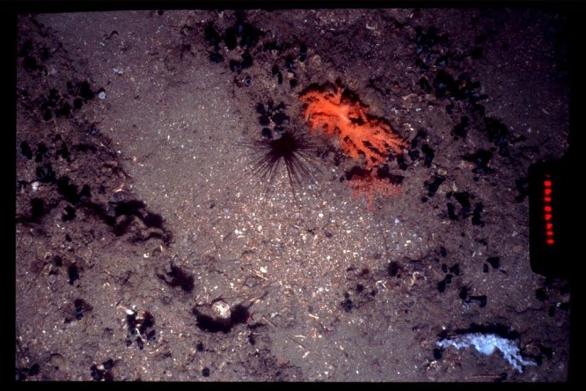 gbif image for Siphonogorgia agassizii