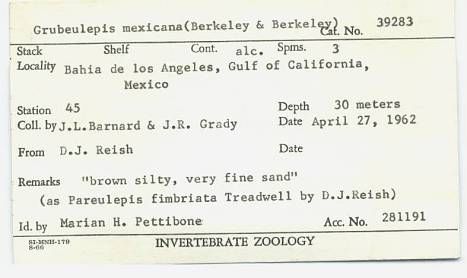 gbif image for Grubeulepis mexicana