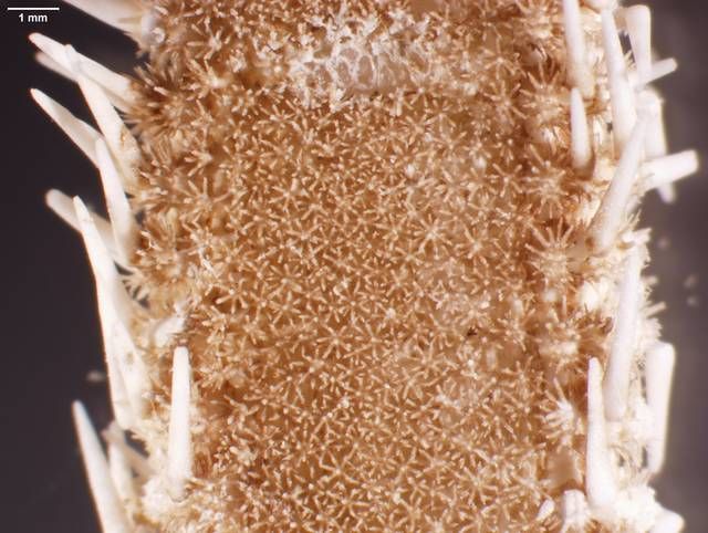 gbif image for Luidia elegans