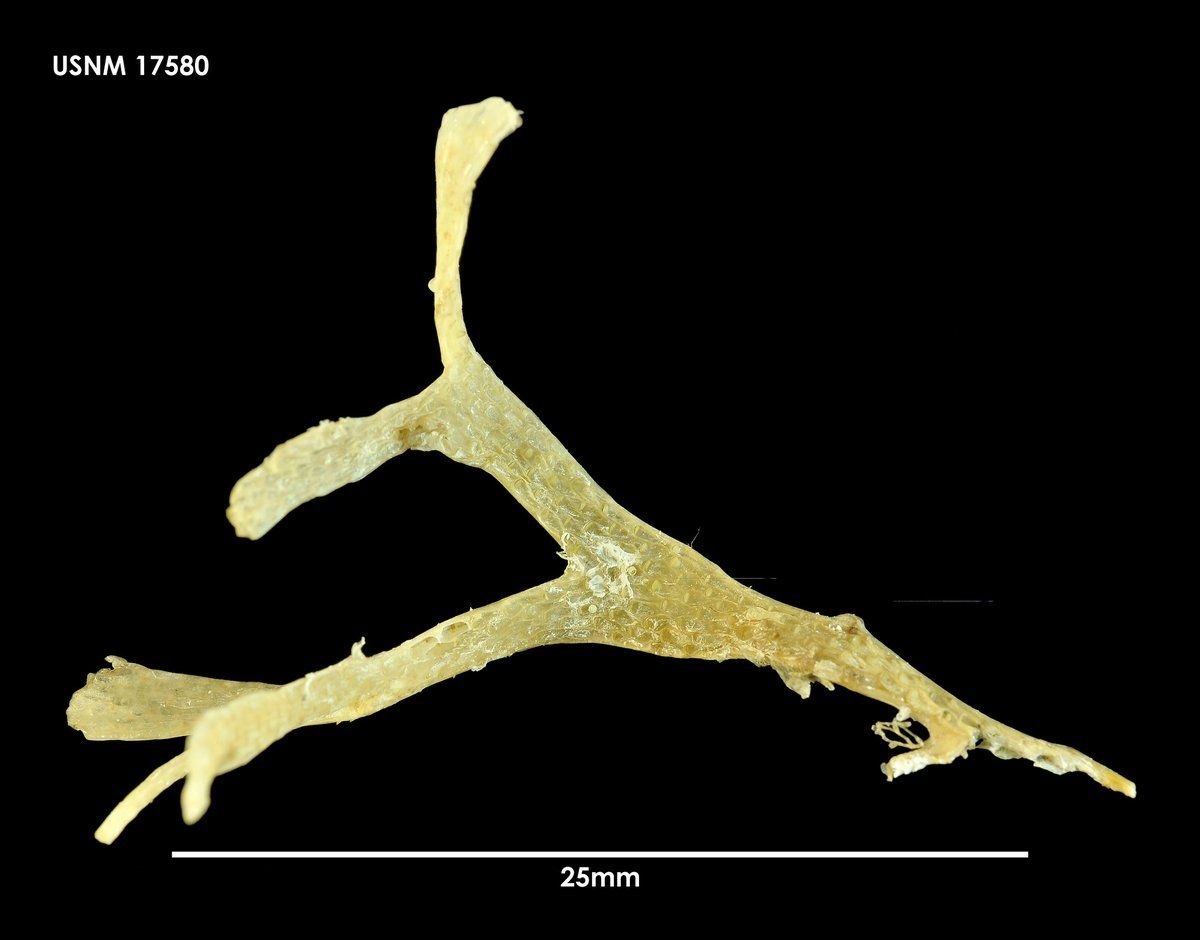 gbif image for Carbasea curva