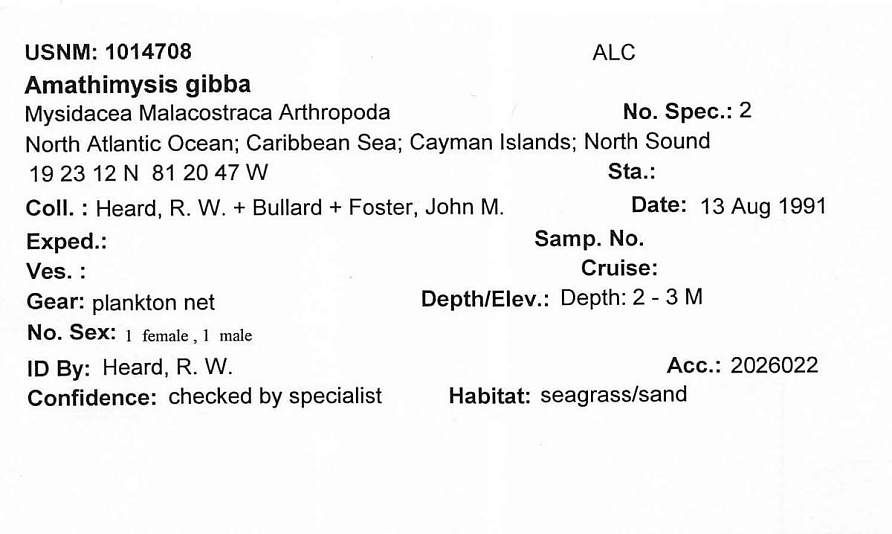 gbif image for Amathimysis gibba