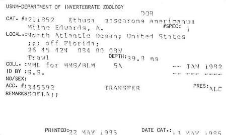 gbif image for Ethusa mascarone americana