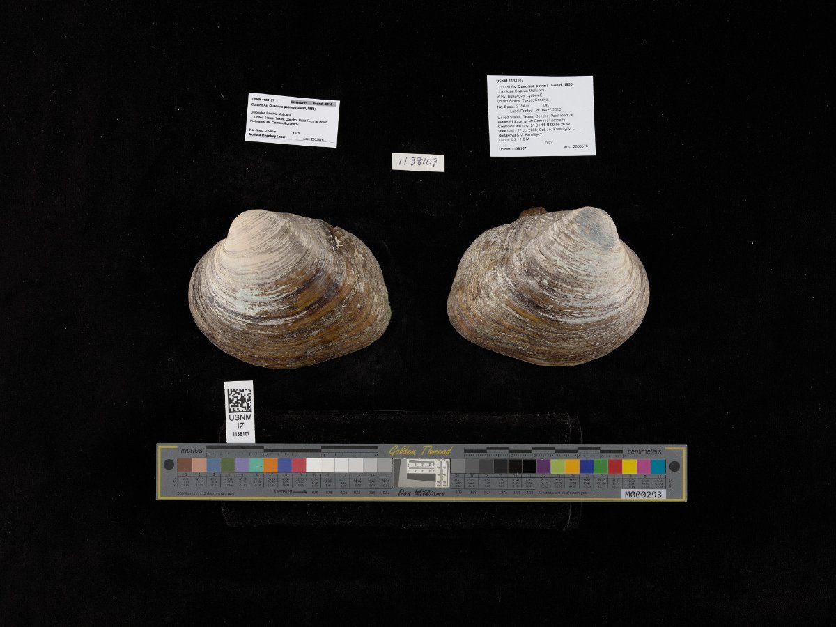 gbif image for Quadrula petrina