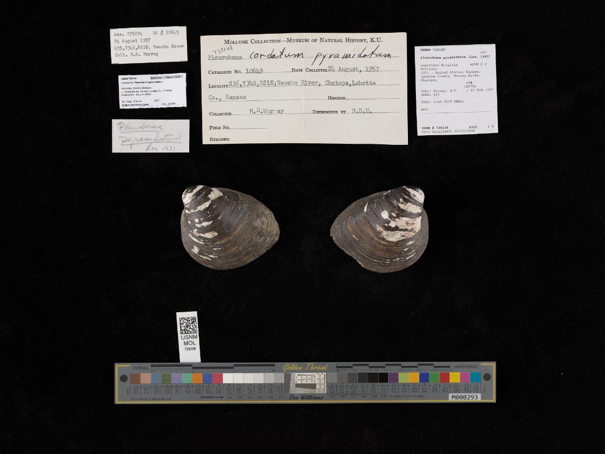 gbif image for Pleurobema rubrum