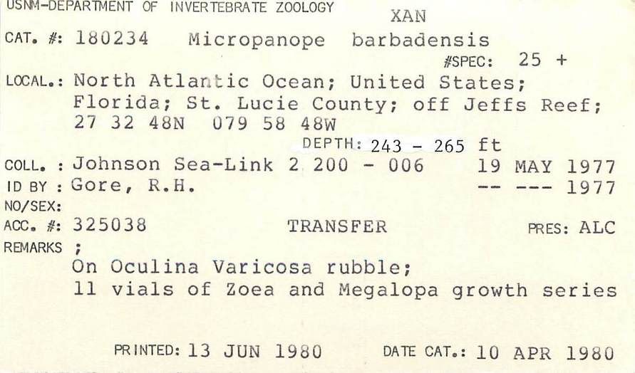 gbif image for Micropanope barbadensis