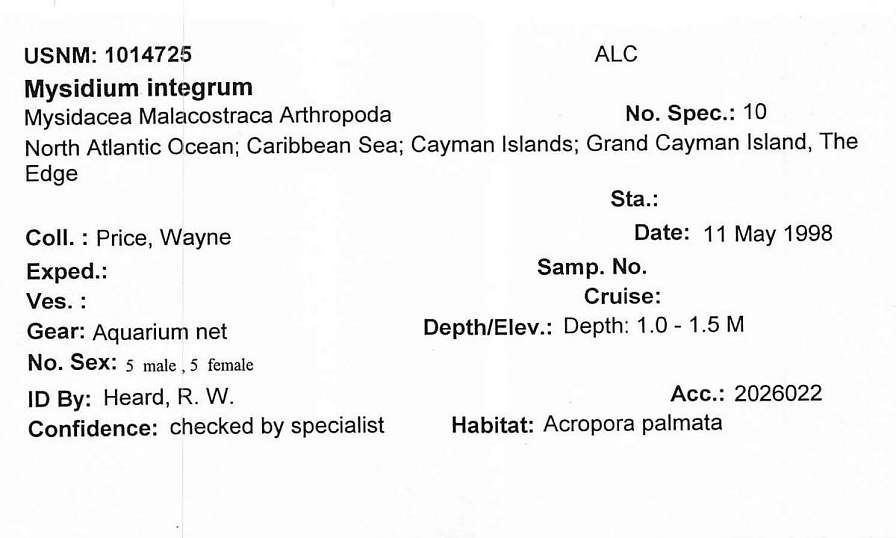 gbif image for Mysidium integrum