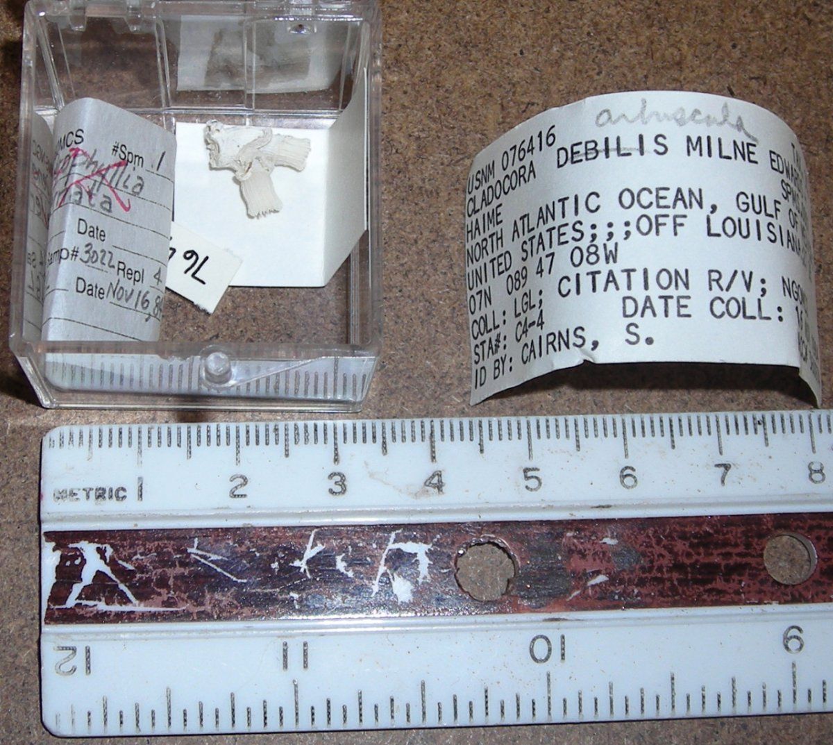 gbif image for Cladocora debilis