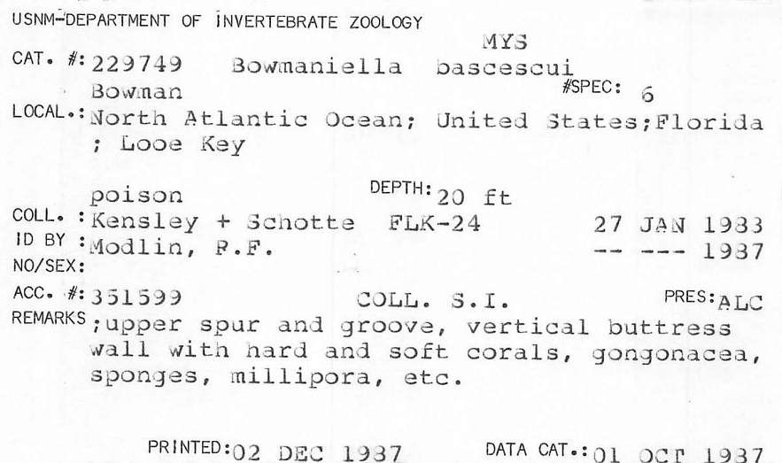 gbif image for Bowmaniella bacescui