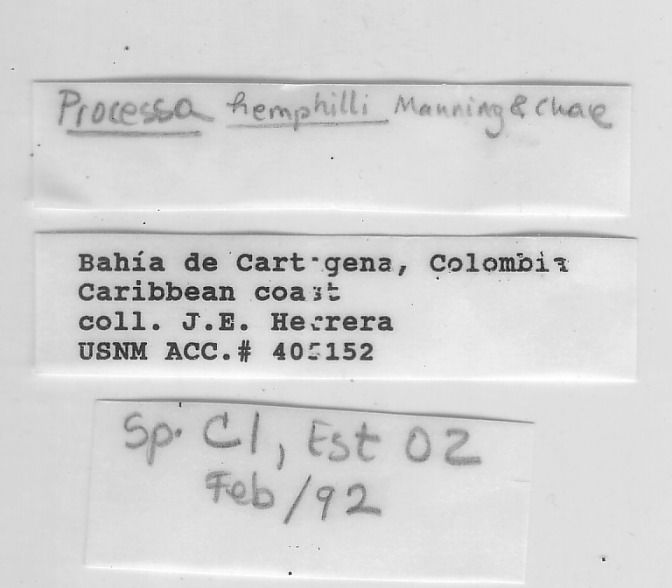 gbif image for Processa hemphilli