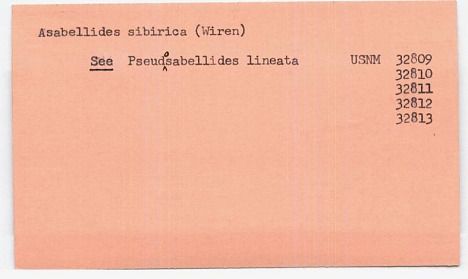 gbif image for Asabellides lineata