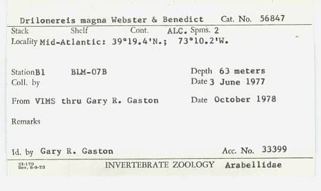 gbif image for Drilonereis magna