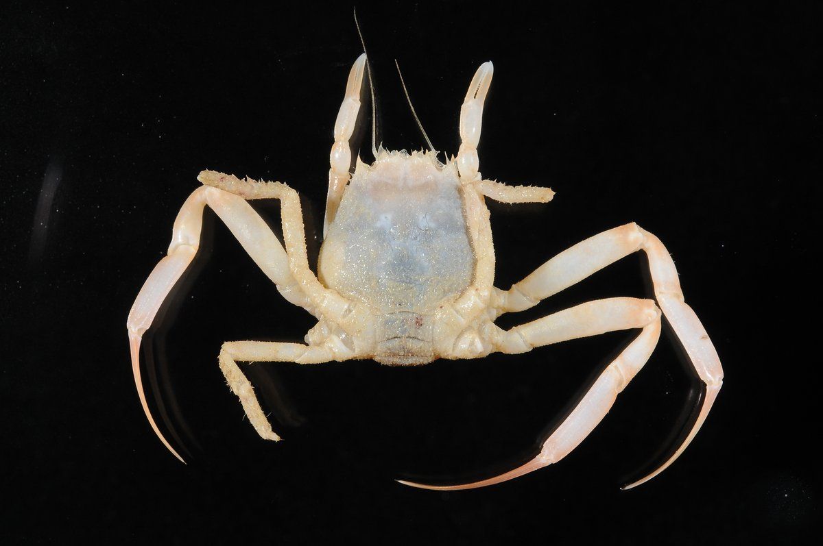 gbif image for Ethusa microphthalma