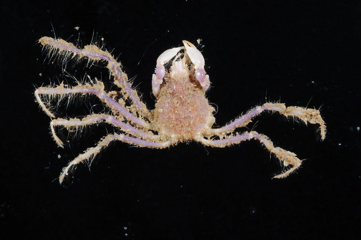 gbif image for Collodes robustus