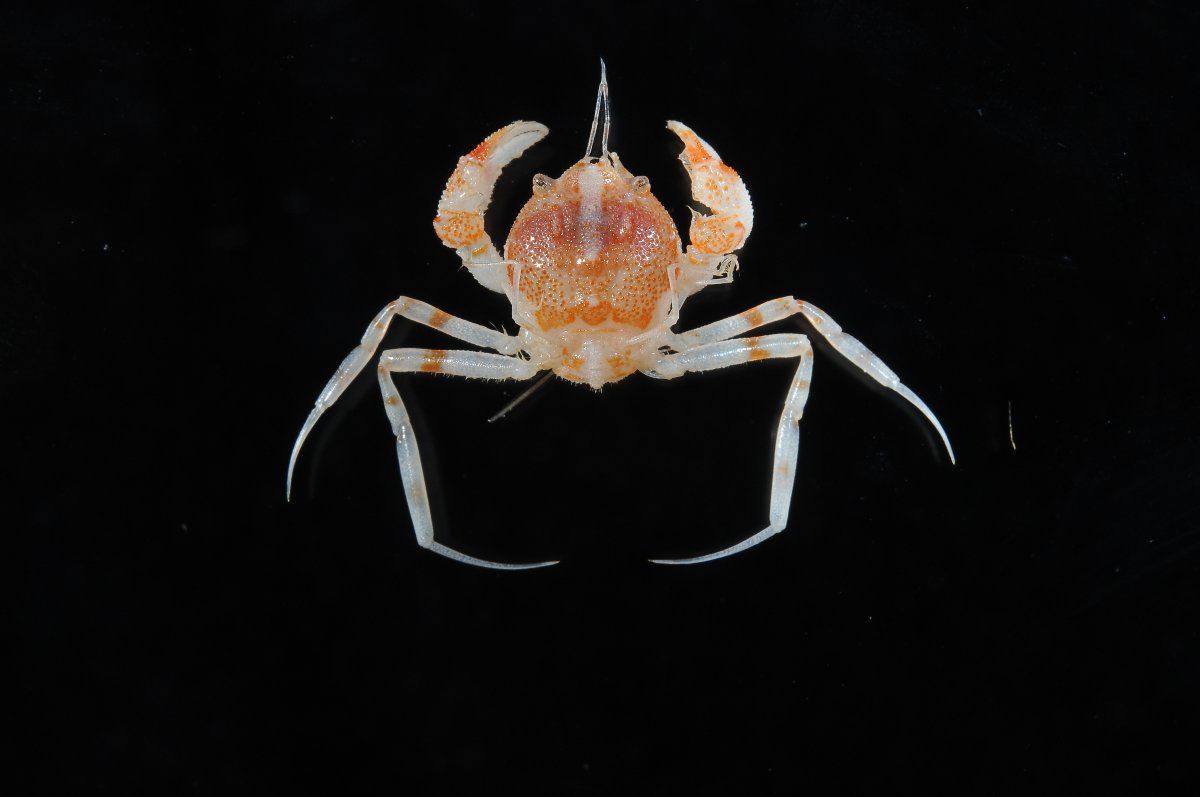 gbif image for Cyclodorippe antennaria