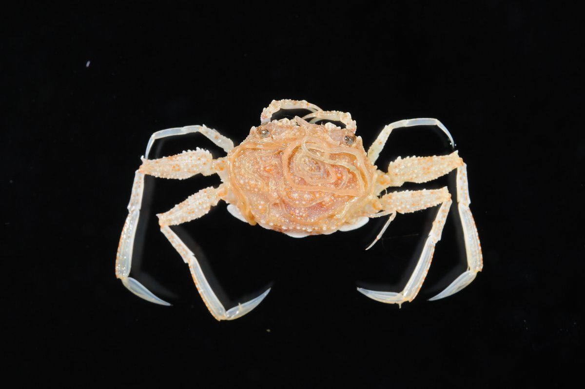 gbif image for Palicus sica