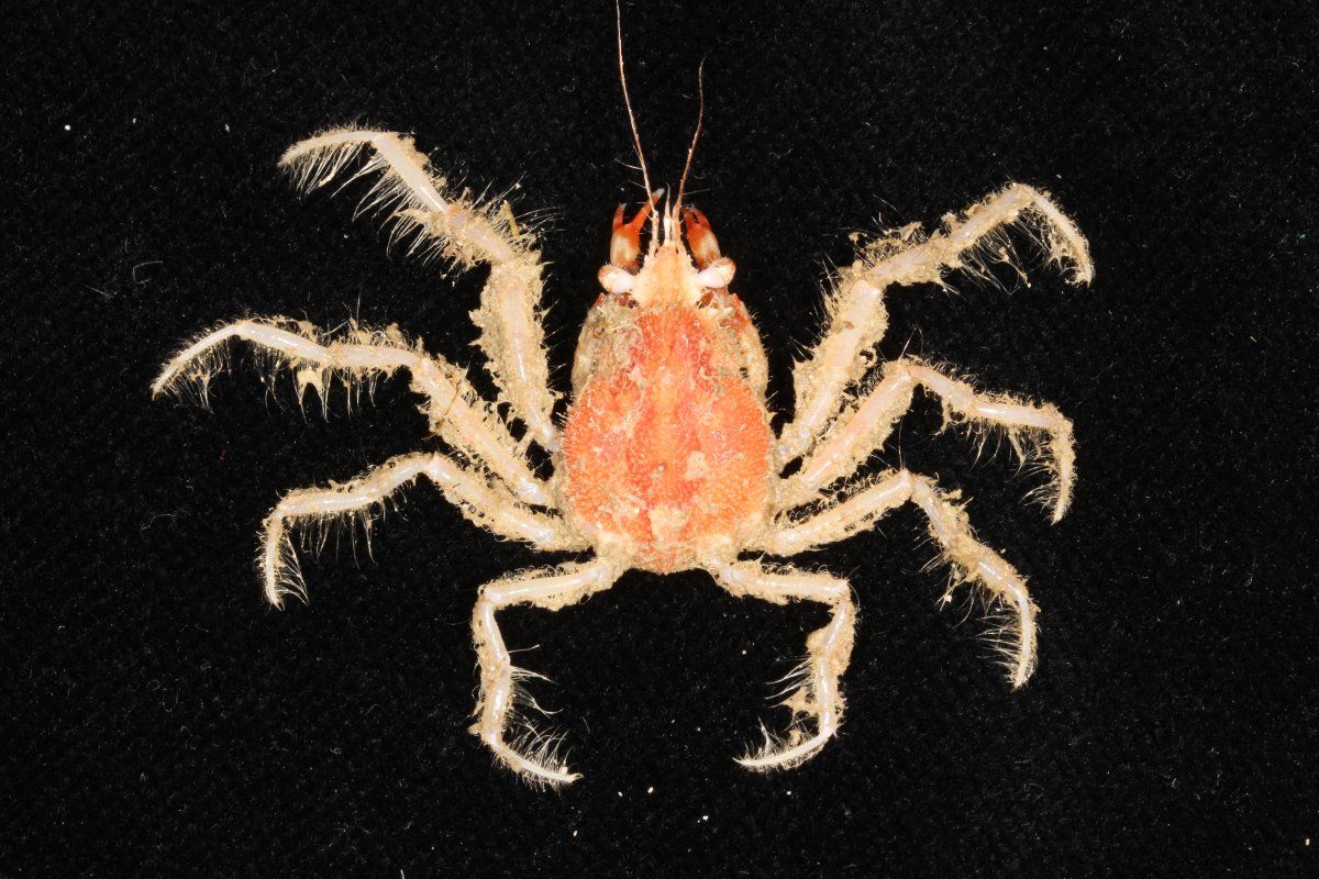 gbif image for Collodes trispinosus