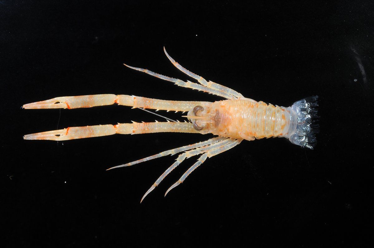 gbif image for Munida irrasa