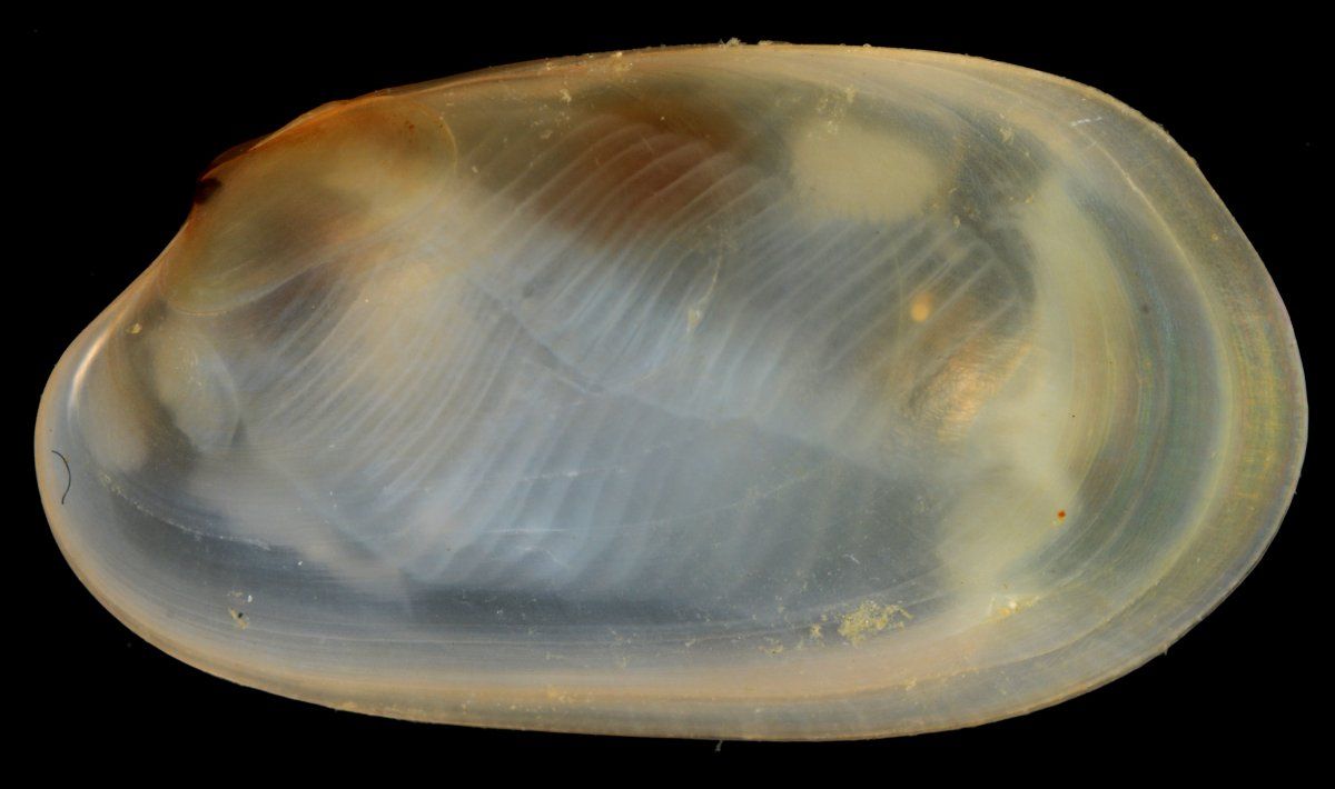 gbif image for Coralliophaga coralliophaga