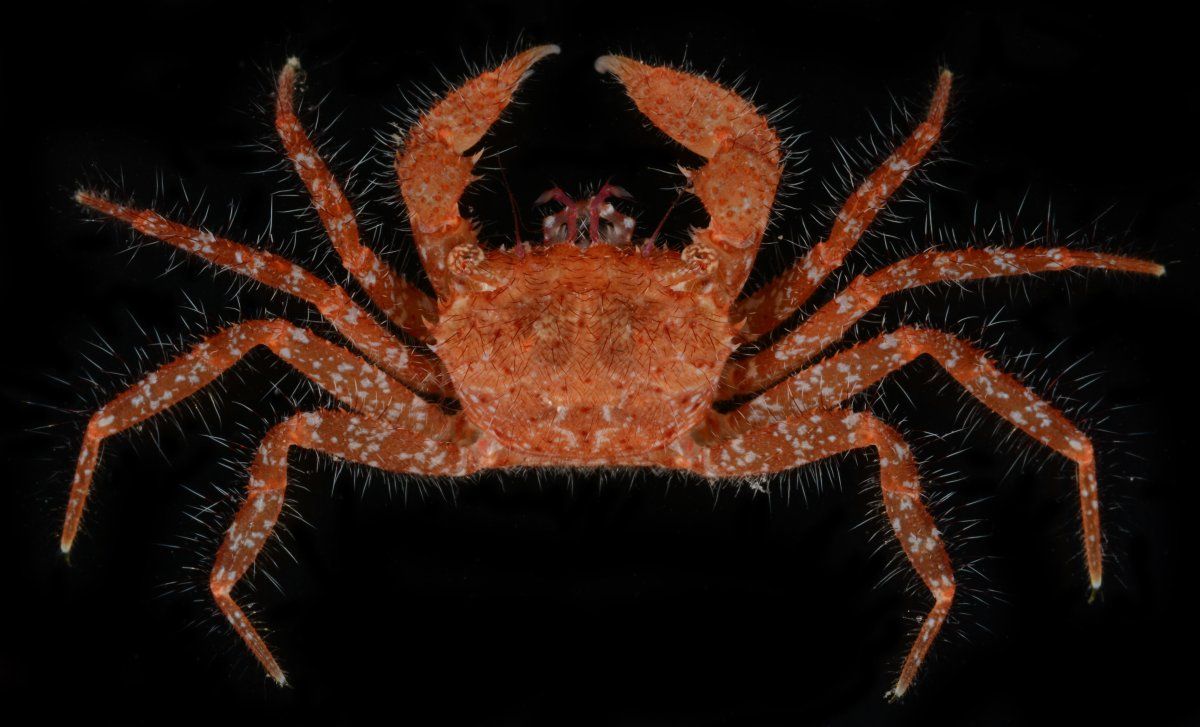 gbif image for Pilumnus marshi