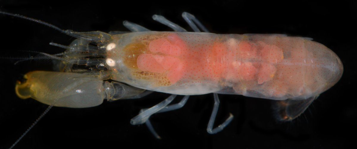 gbif image for Synalpheus goodei