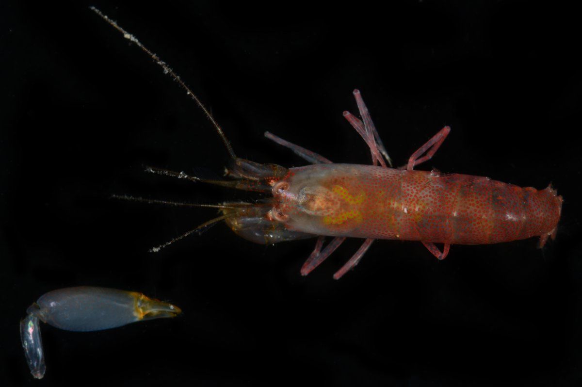 gbif image for Synalpheus scaphoceris