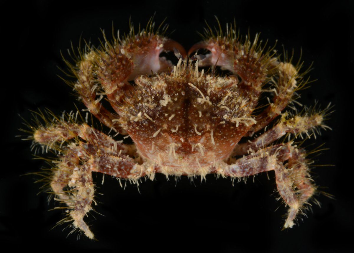 gbif image for Pilumnus dasypodus