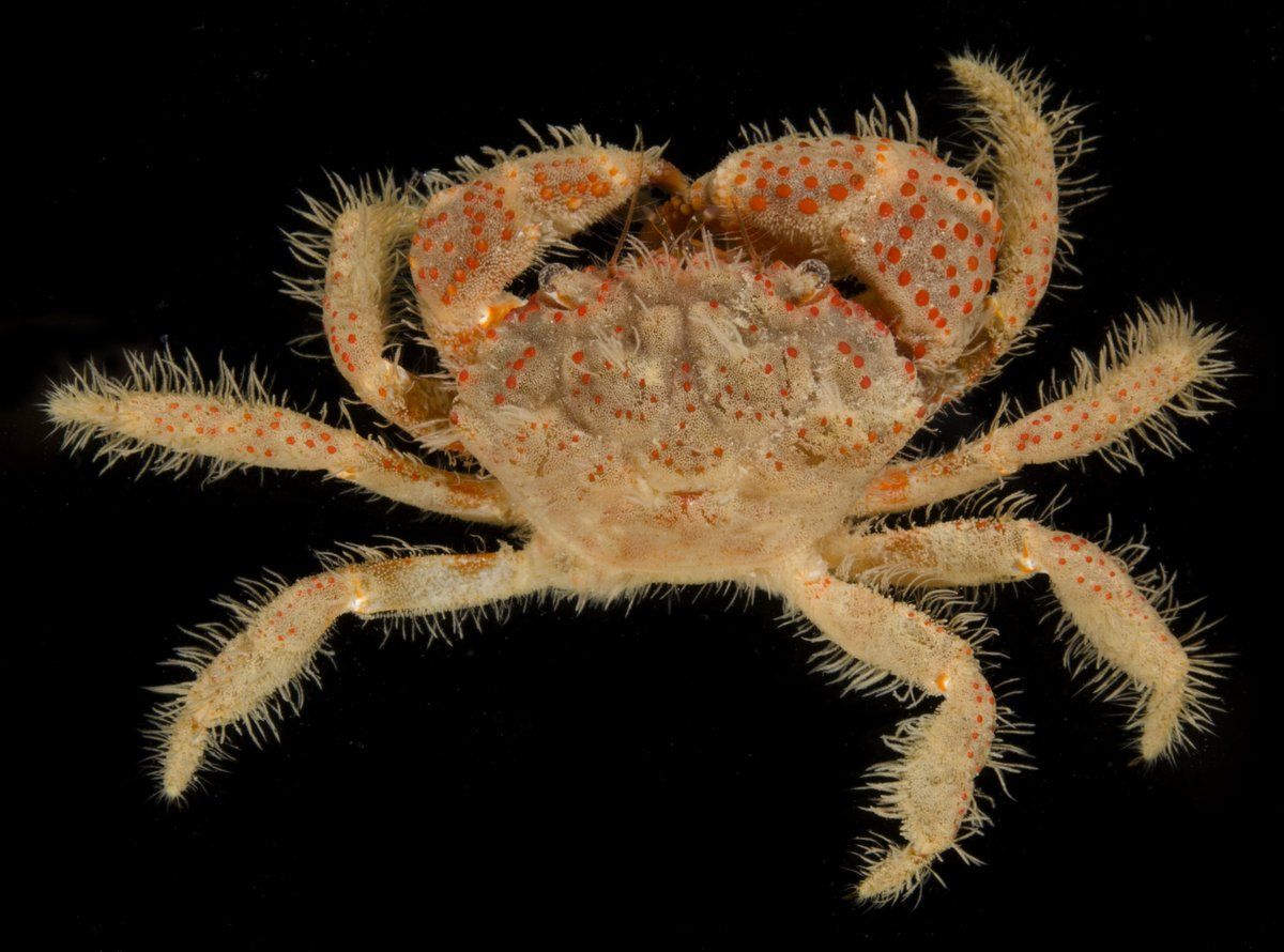 gbif image for Pilumnus gemmatus