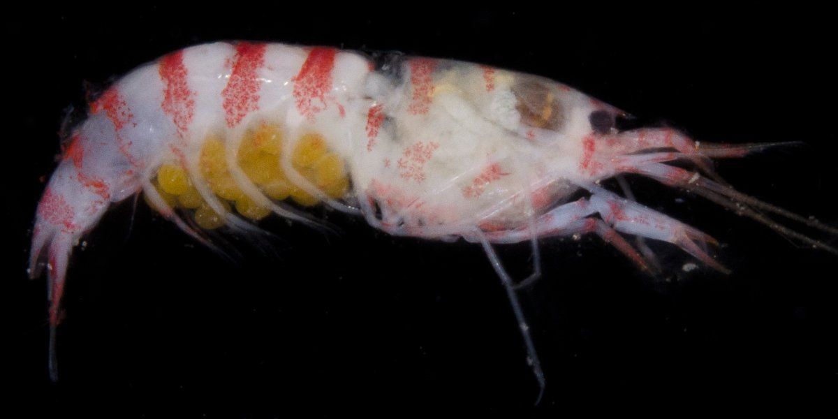 gbif image for Alpheopsis labis