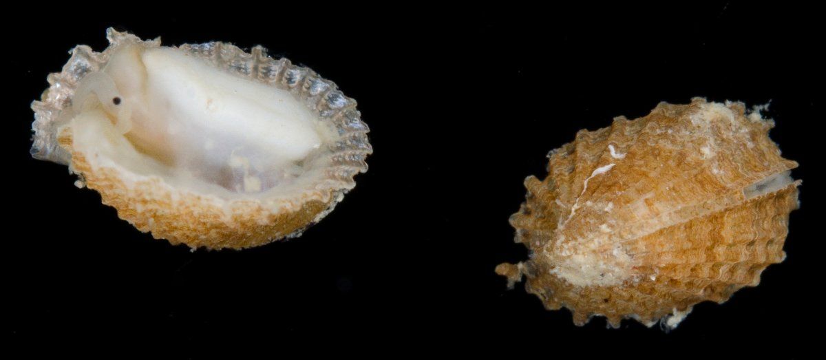 gbif image for Emarginula phrixodes