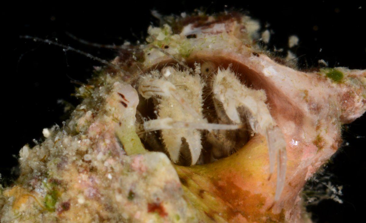 gbif image for Pagurus hendersoni