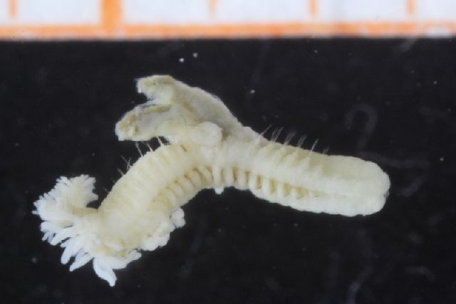 gbif image for Pista cristata