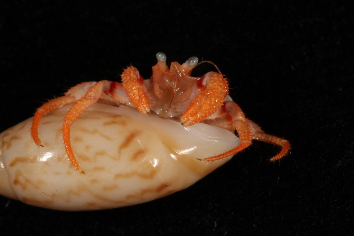 gbif image for Paguristes spinipes