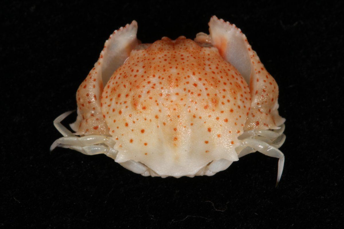 gbif image for Calappa angusta