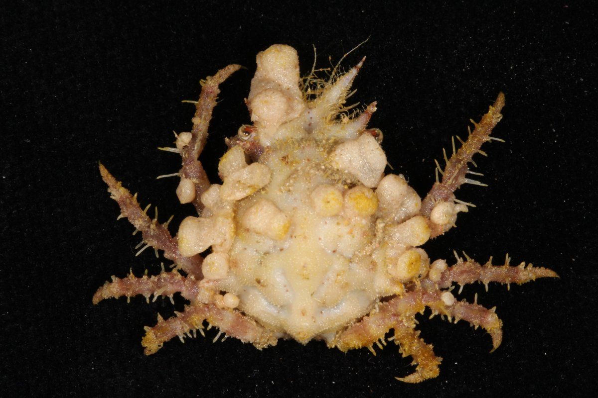 gbif image for Stenocionops furcatus coelatus