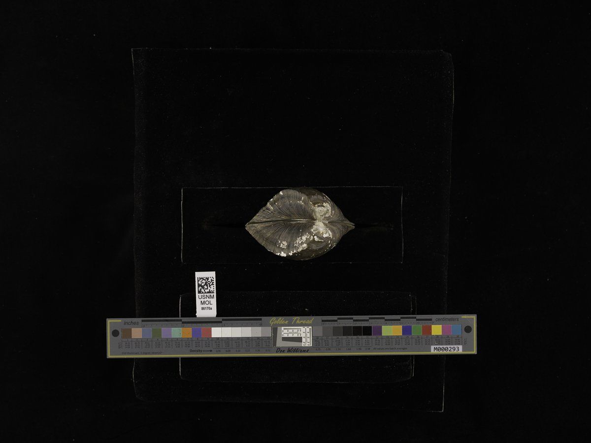 gbif image for Alasmidonta atropurpurea