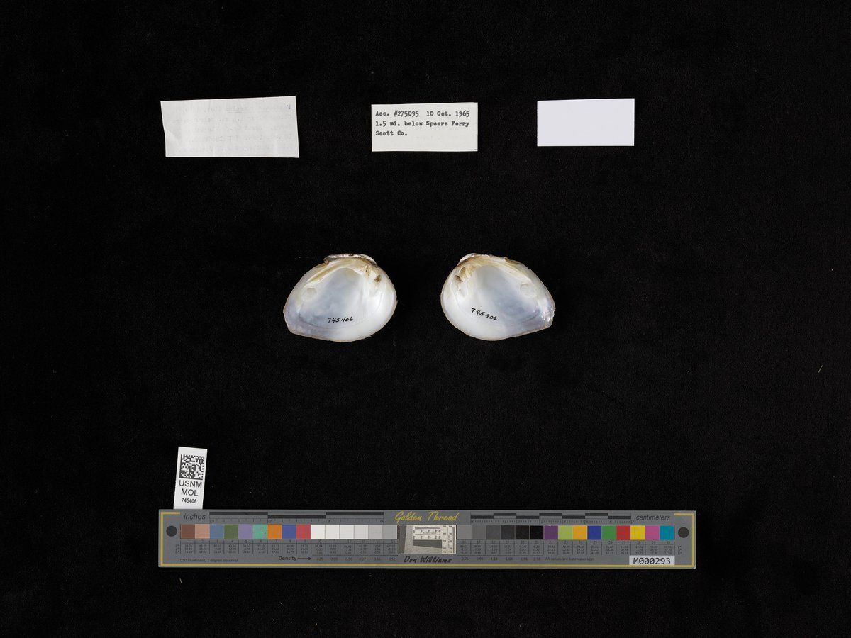 gbif image for Fusconaia cuneolus