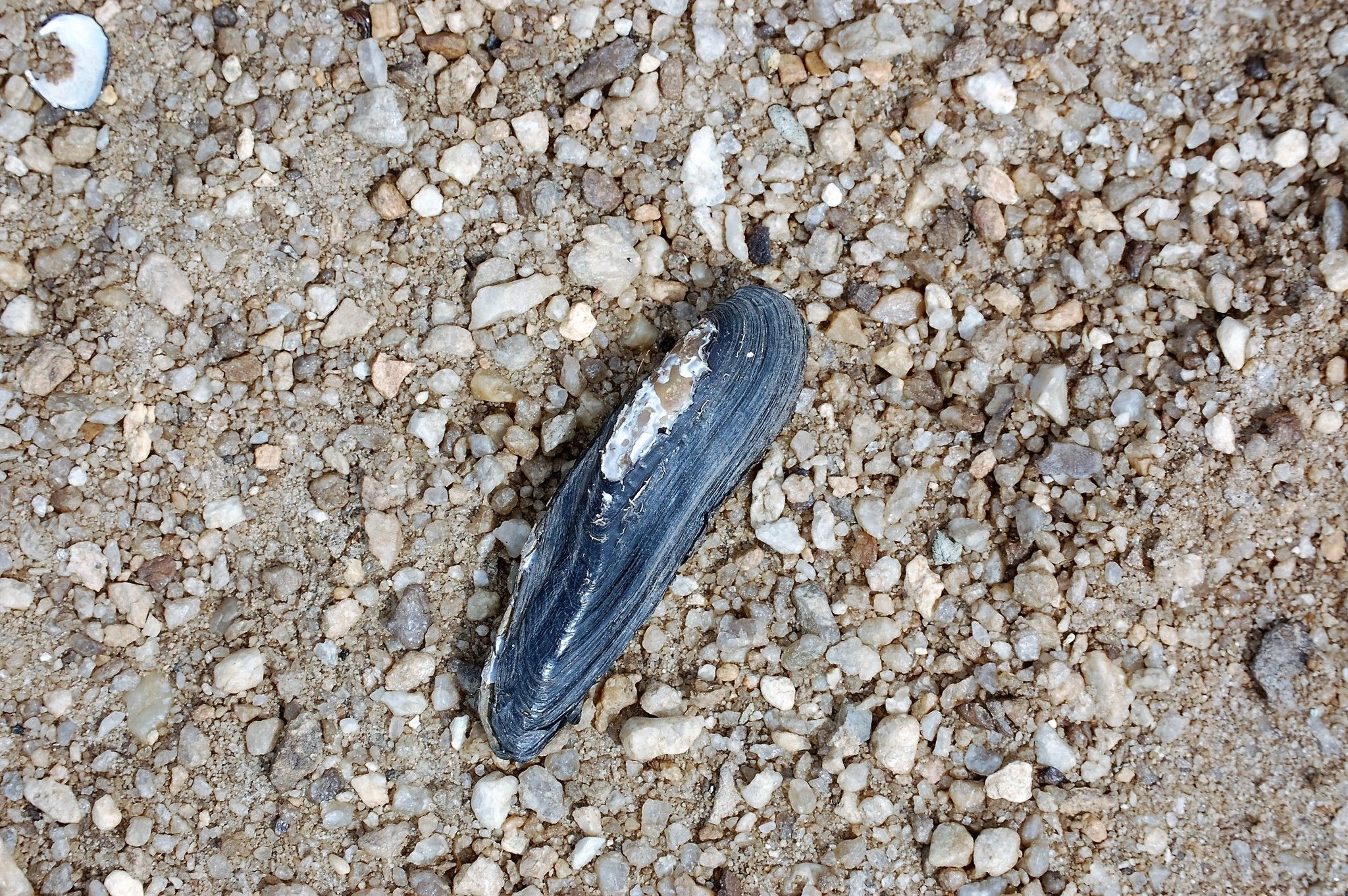 gbif image for Elliptio shepardiana