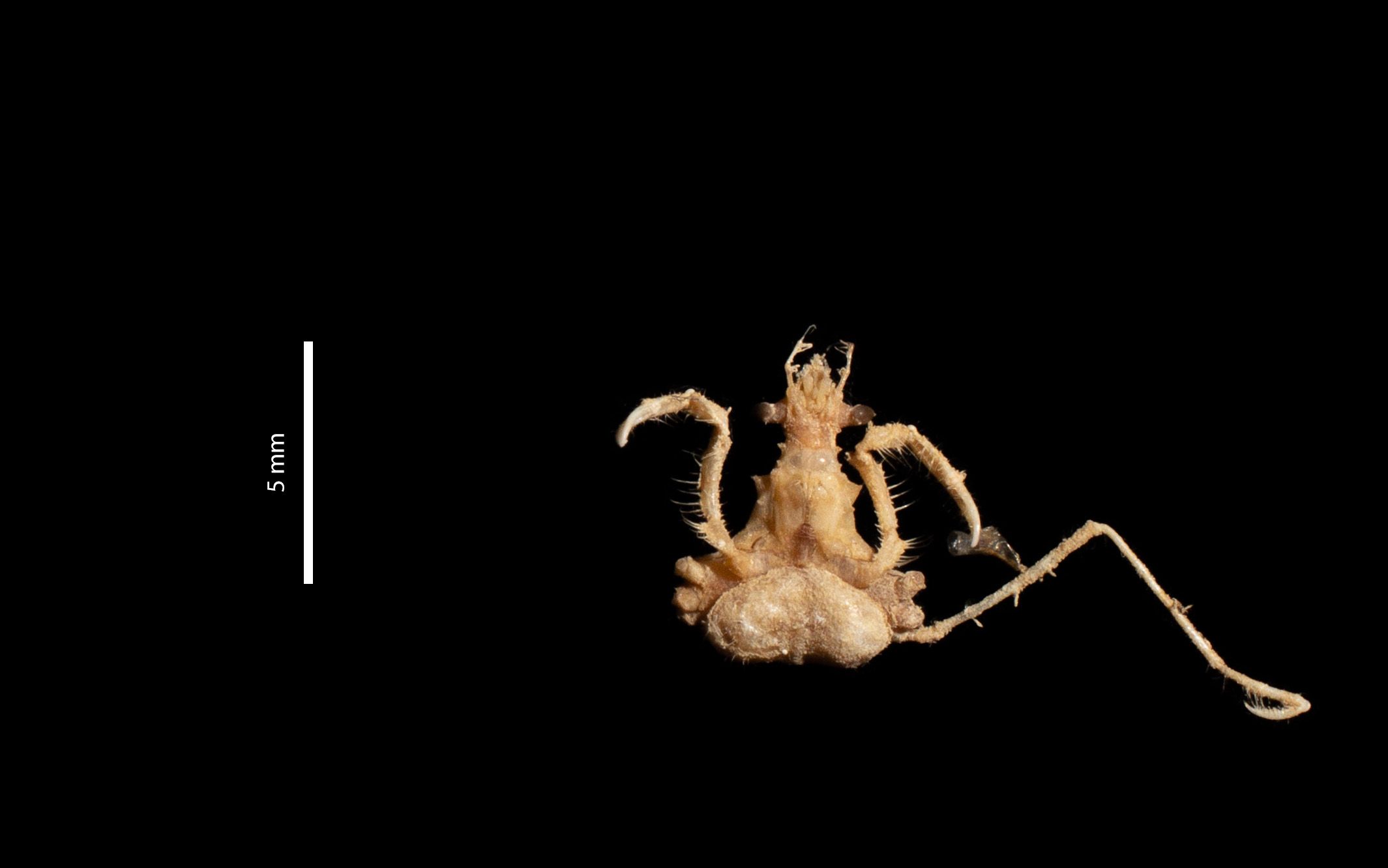 gbif image for Podochela lamelligera