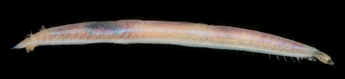 gbif image for Armandia agilis