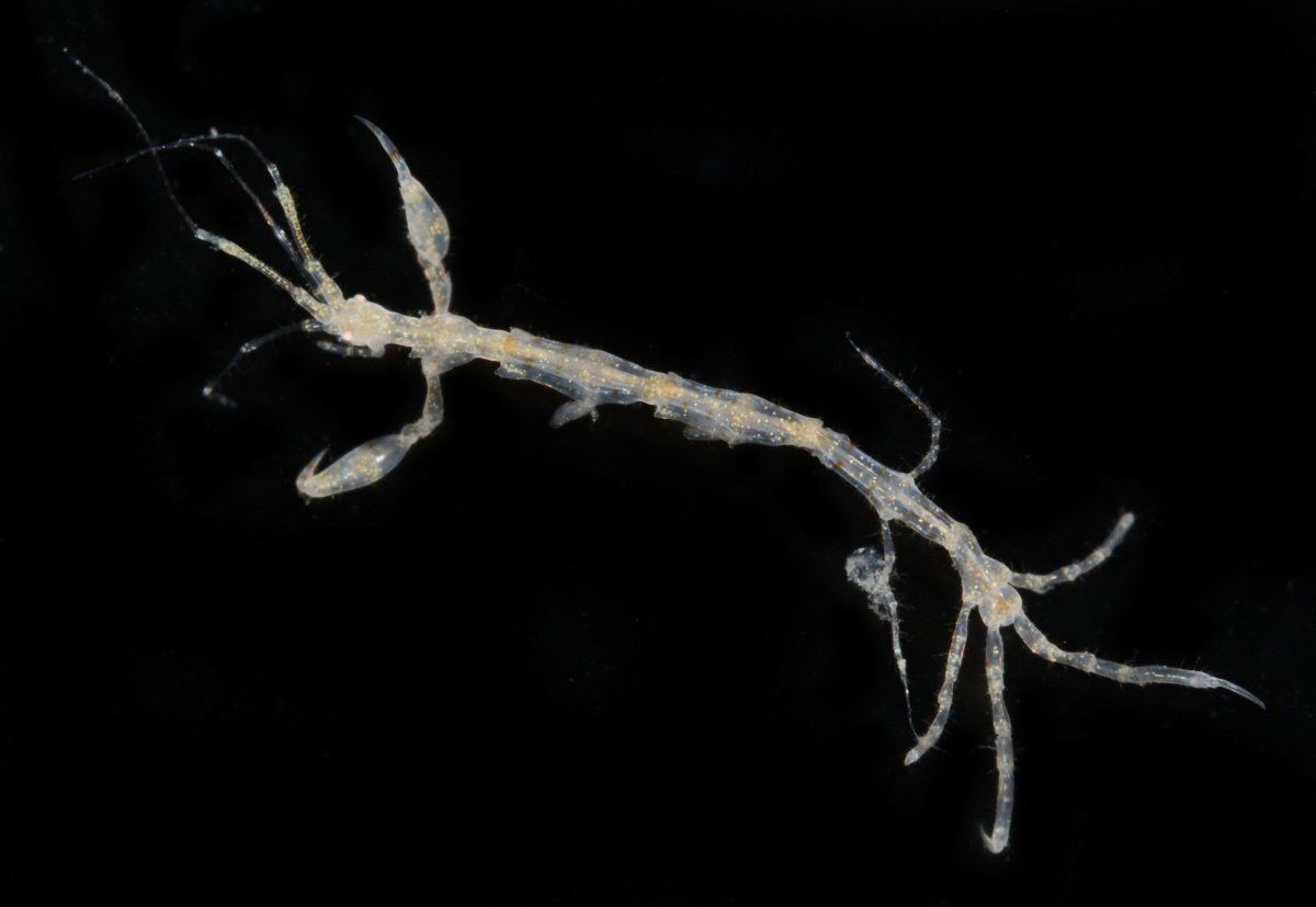 gbif image for Luconacia incerta